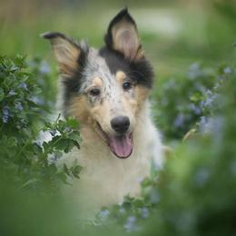 Siren - Blue merle white and tan Collie puppy in Virginia from Blackberry Hills Cattle dogs and Collies