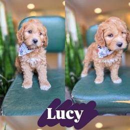 Lucy - Red female Bernedoodle puppy in Wagener, South Carolina from Noble Friend Breeders LLC