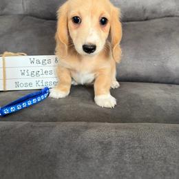 Milo - Cream male Dachshund puppy in Stuart, Iowa from Johnson Family Paws