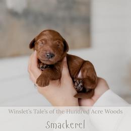 Smackerel - Red  male Goldendoodle puppy in Roanoke Rapids, North Carolina from Sweeter than Honey Doodles