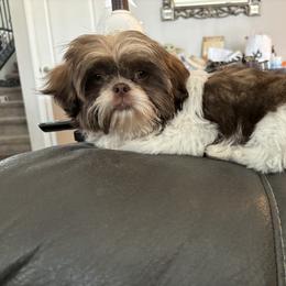 Shih Tzu All Grown Up from P and J Farms
