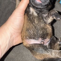 Rhino - Fawn male Belgian Malinois puppy in Briggs, Texas from Madhouse’s Belgian Malinois and German Shepherds