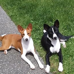 Basenjis from KaBar Basenjis