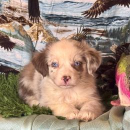 Caspian - Red merle male Miniature Australian Shepherd puppy in California from Eagle River Aussies