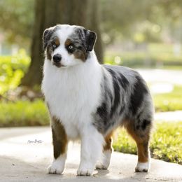 Dante - Miniature American Shepherd