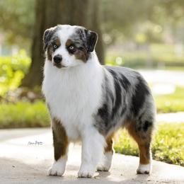 Dante - Miniature American Shepherd