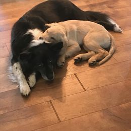 Golden Retriever Puppies from Akoya Kennels