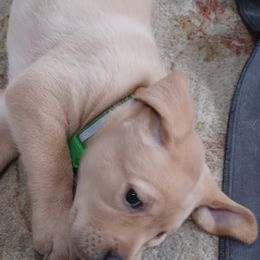Labrador Retriever Puppies from Rocky Point Labradors