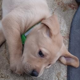 Labrador Retriever Puppies from Rocky Point Labradors
