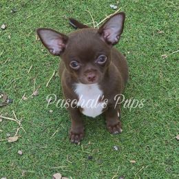 Tortellini - Chocolate and white male Chihuahua puppy in Bowdon, Georgia from Paschal's Pups