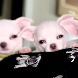 Chihuahua Puppies from Bravo Chihuahuas