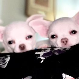 Chihuahua Puppies from Bravo Chihuahuas