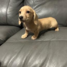 Smidge - Dapple male Dachshund puppy in Ocala, Florida from Chelsey Reynolds Tellier