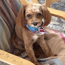 Skye - Cavapoo