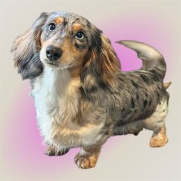 Stormy - Dachshund