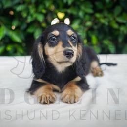 Rufus - Black and cream male Dachshund puppy in Temecula, California from Naomi Magee's Dachshund Kennel