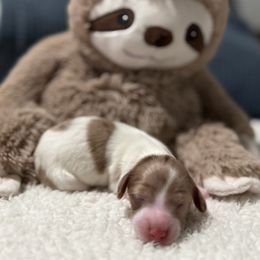 Piebald - Chocolate and cream female Dachshund puppy in Crestview, Florida from Neverending Dachies