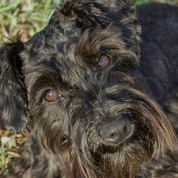 Thorin - Miniature Schnauzer