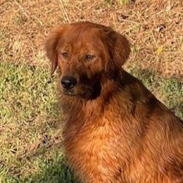 Rowan - Golden Retriever