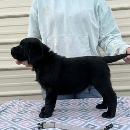 Grey Collar Boy - Black male Labrador Retriever puppy in Yelm, Washington from Prince Labradors