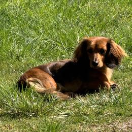 Molly - Dachshund