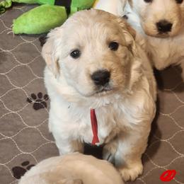 Willow - Golden female Golden Retriever puppy in Lucasville, Ohio from Halo Kennels