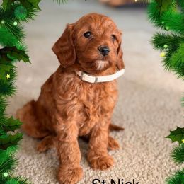 St Nick - Red  male Goldendoodle puppy in Oxford, Pennsylvania from FriendlyPals