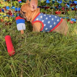 French Bulldog Puppies from Frenchie-Club