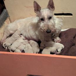 Girl 1 - Wheaten female Scottish Terrier puppy in Three Rivers, California from Sierra Scotties