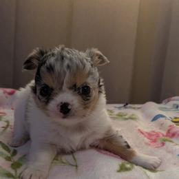 Mercedes - Merle female Chihuahua puppy in Amity, Pennsylvania from Baxters Chihuahuas