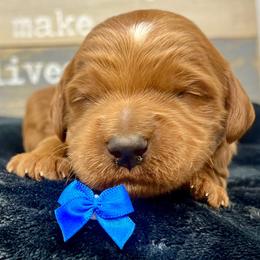Blue Male - Apricot male Goldendoodle puppy in Great Falls, Montana from Montana Goldendoodles