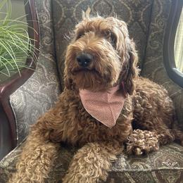 Ruby - Goldendoodle