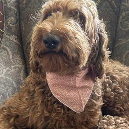 Ruby - Goldendoodle