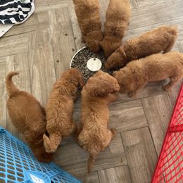 Goldendoodle and Poodle Puppies from SoFlo Lavish Kennels