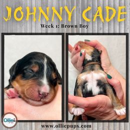 Johnny Cade - Tri-color male Bernedoodle puppy in Boiling Springs, South Carolina from OlliePups, LLC