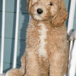 Bernedoodle and Double Doodle Puppies from Cloud Nine Doodles