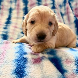 Girl 3 AKC 3995 - Cream female Dachshund puppy in Ocala, Florida from Island Farms Mimi’s Dachshunds Florida