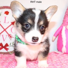 Boy 3 - Pembroke Welsh Corgi puppy in Missouri from Cooler Farms Corgis