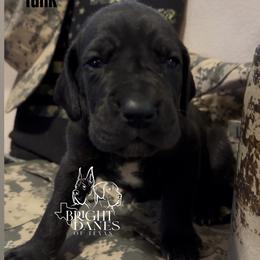 Tank - Black male Great Dane puppy in Mc Kinney, Texas from Bright Danes of Texas