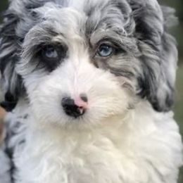 Aussiedoodles from H & A Kennels