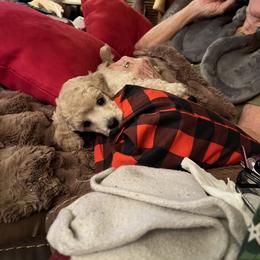 Kerry Blue Terrier and Poodle Puppies from Nipigon Miniature Poodles