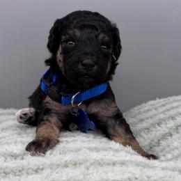 River - Phantom male Goldendoodle puppy in Cape Coral, Florida from Nay Nays Mini Doodles