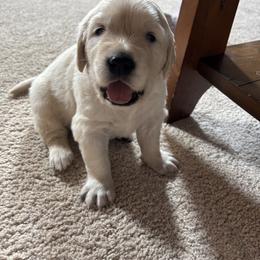 Golden Retriever Puppies from Abundant Grace Goldens