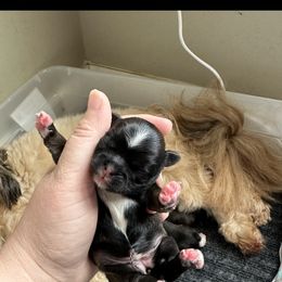 Golden Retriever and Shih Tzu Puppies from Carter Family Retrievers