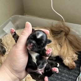 Golden Retriever and Shih Tzu Puppies from Carter Family Retrievers
