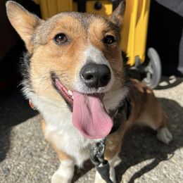 Pembroke Welsh Corgis from Dueling F Ranch