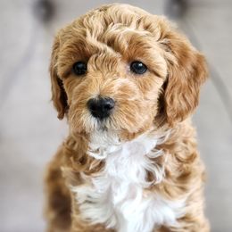 Assorted Doodle Crosses from Real Blue Sky Sheltidoodle Puppies