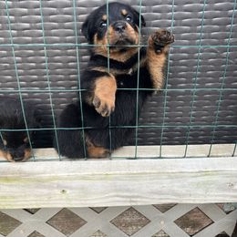 Rottweiler Puppies from Vom Haus Ayers Rottweilers