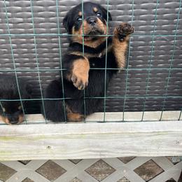 Rottweiler Puppies from Vom Haus Ayers Rottweilers