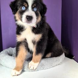 Raven3Boy1- BTM,LONGtail,AKC,OFAs,Genetics - Black tri-color male Australian Shepherd puppy in South Hill, Virginia from Silverside Aussies LLC